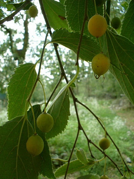 Celtis australis / Bagolaro comune